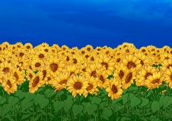 Rule 34 | blue sky, field, flower, flower field, garden of the sun, highres, kide koushin, no humans, outdoors, scenery, sky, sunflower, sunflower field, touhou, yellow flower