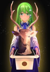 Rule 34 | 1girl, antlers, bare shoulders, blue skirt, blush, box, closed mouth, cowboy shot, detached sleeves, expressionless, frog hair ornament, gradient background, green eyes, green hair, hair ornament, hair tubes, highres, holding, holding box, horns, kochiya sanae, light particles, long hair, long sleeves, looking at viewer, sen (daydream 53), shirt, simple background, skirt, solo, taxidermy, touhou, white shirt, wide sleeves, wing collar