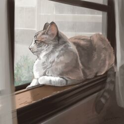 animal_focus artist_name cat commentary curtains grey_cat highres hiroita indoors looking_outside lying no_humans on_windowsill original profile realistic signature striped_tail tail whiskers window