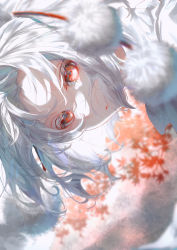 Rule 34 | 1girl, absurdres, animal ears, blurry, blurry foreground, close-up, closed mouth, highres, inubashiri momiji, looking at viewer, pom pom (clothes), red eyes, rotated, short hair, solo, toku kekakewanko, touhou, white hair, wolf ears, wolf girl