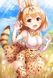 Rule 34 | 10s, 1girl, :d, animal ears, blonde hair, blue sky, blush, breasts, brown eyes, brown gloves, brown skirt, cat ears, cat tail, cloud, cloudy sky, commentary, day, elbow gloves, fang, frilled shirt, frills, gloves, hair between eyes, hands up, high-waist skirt, kemono friends, looking at viewer, medium breasts, open mouth, outdoors, paw pose, sakura ani, savannah, serval (kemono friends), serval print, serval tail, shirt, short hair, skirt, sky, sleeveless, smile, solo, tail, thighhighs, white gloves