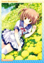 Rule 34 | 1girl, absurdres, brown hair, dandelion, deliverer!, dutch angle, field, flower, flower field, highres, outdoors, shirogane hina, short twintails, solo, thighhighs, twintails, white thighhighs, yellow eyes, yufu sumika