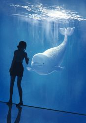 Rule 34 | 1girl, aquarium, beluga whale, black hair, black plume, black shorts, blue theme, chainsaw man, chinese commentary, commentary request, facing away, from behind, full body, hair bun, hand on glass, reze (chainsaw man), shirt, shoes, short hair, shorts, sleeveless, sleeveless shirt, solo, standing, underwater