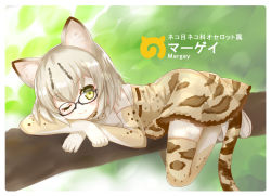 Rule 34 | 10s, 1girl, ;), animal ears, cat ears, cat tail, character name, commentary request, glasses, green eyes, in tree, japari symbol, kemono friends, looking at viewer, lying, margay (kemono friends), margay ears, margay print, margay tail, mimi (mimi puru), on stomach, one eye closed, short hair, silver hair, smile, solo, tail, thighhighs, translation request, tree, branch, zettai ryouiki
