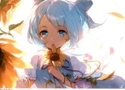 Rule 34 | 1girl, absurdres, blue bow, blue dress, blue eyes, blue hair, bow, cirno, dress, flower, hair bow, highres, holding, holding flower, huge filesize, ke-ta, leaf, looking at viewer, mouth hold, neck ribbon, petals, pinafore dress, pink flower, puffy short sleeves, puffy sleeves, red ribbon, ribbon, scan, shirt, short hair, short sleeves, simple background, sleeveless dress, solo, sunflower, tan, tanned cirno, touhou, translation request, upper body, white background, white shirt