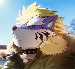 Rule 34 | 1boy, alternate costume, animal ears, bara, blonde hair, blue fur, blush, brown coat, coat, collar, fang, fenrir (housamo), from side, fur-trimmed coat, fur trim, furry, furry male, looking at viewer, male focus, medium hair, mohawk, portrait, rossciaco, solo, spiked collar, spikes, sunlight, tokyo houkago summoners, two-tone fur, white fur, winter clothes, wolf boy, wolf ears