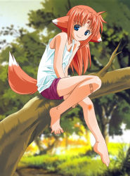 Rule 34 | 00s, 1girl, animal ears, arf, bandaid, bare arms, barefoot, blue eyes, blurry, depth of field, dog ears, dog tail, facial mark, feet, forehead jewel, forehead mark, from side, full body, in tree, knee up, looking at viewer, lyrical nanoha, mahou shoujo lyrical nanoha, red hair, short shorts, shorts, sitting, sitting in tree, smile, solo, tail, tank top, toes, tree, umekichi