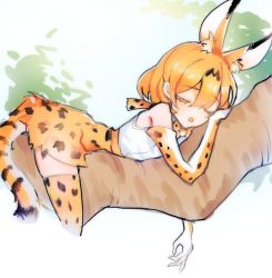 Rule 34 | 10s, 1girl, animal ears, bad id, bad pixiv id, bare shoulders, blonde hair, bow, bowtie, cheek squash, closed eyes, from side, high-waist skirt, in tree, kemono friends, lying, on stomach, peanutc, serval (kemono friends), serval print, serval tail, shirt, sketch, skirt, sleeping, sleeveless, sleeveless shirt, solo, striped tail, tail, thighhighs, tree, branch, triangle mouth, white background, white shirt