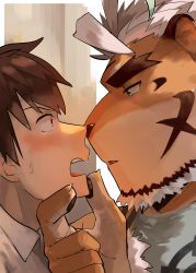 Rule 34 | 2boys, absurdres, ahoge, animal ears, bara, beard, blue eyes, blush, couple, eye contact, facial hair, from side, furry, furry male, furry with non-furry, grabbing another&#039;s chin, hand on another&#039;s chin, highres, hombre tigre (housamo), imminent kiss, interspecies, looking at another, male focus, multiple boys, noses touching, portrait, protagonist 4 (housamo), saikorodekimeru, short hair, sweatdrop, thick eyebrows, tiger boy, tiger ears, tokyo houkago summoners, upper body, white hair, yaoi