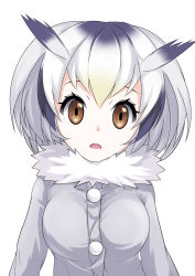 Rule 34 | 10s, 1girl, bad id, bad pixiv id, brown eyes, cosmicsnic, fur collar, gradient hair, head wings, highres, kemono friends, looking at viewer, multicolored hair, northern white-faced owl (kemono friends), open mouth, short hair, silver hair, simple background, solo, white background, wings