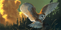 Rule 34 | animal focus, barn owl, bird, blurry, blurry background, cloud, cloudy sky, commentary, english commentary, flying, foreshortening, forest, grass, highres, hunting, nature, no humans, original, outdoors, owl, realistic, scenery, sky, spread wings, taran fiddler, tree