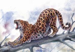Rule 34 | animal, animal focus, artist name, branch, closed eyes, leopard, no humans, open mouth, original, simple background, stretching, sushiartstudio, watermark
