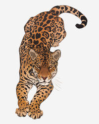 Rule 34 | animal, animal focus, closed mouth, full body, highres, jaguar, looking at viewer, no humans, norapotwora, original, pawpads, simple background, top-down bottom-up, white background