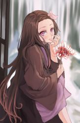 Rule 34 | 1girl, absurdres, blurry, blurry background, brown hair, closed mouth, day, flower, hair ribbon, haori, highres, holding, holding flower, japanese clothes, kamado nezuko, kimetsu no yaiba, kimono, long hair, long sleeves, looking at viewer, outdoors, pink eyes, purple kimono, red flower, ribbon, sitting, smile, solo, tomo 527, very long hair, white ribbon, wide sleeves