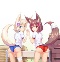 Rule 34 | 2girls, :3, absurdres, animal ears, arm up, ass, bad id, bad pixiv id, bandages, blonde hair, blue buruma, blue eyes, bow, brown eyes, brown hair, buruma, dog ears, dog tail, from behind, gym storeroom, hair bow, hair ornament, highres, holding hands, kemo (pokka), long tail, looking back, mat, multiple girls, open mouth, original, red buruma, ribbon, shirt, short hair, smile, tail, vaulting horse, white shirt