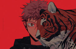 Rule 34 | 1boy, animal, black hoodie, brown eyes, commentary, facial mark, highres, hood, hoodie, itadori yuuji, jujutsu kaisen, k00s, looking at viewer, male focus, pink hair, portrait, red background, scar, scar on face, short hair, simple background, symbol-only commentary, tiger, undercut