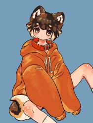 Rule 34 | :/, animal collar, animal ears, between legs, blue background, brown eyes, brown hair, calf socks, collar, dog boy, dog ears, dog tail, ears up, full body, hand between legs, highres, hood, hood down, hoodie, long sleeves, looking at viewer, multicolored hair, orange hoodie, original, oversized clothes, red collar, shima (wansyon144), short eyebrows, sitting, sleeves past fingers, sleeves past wrists, socks, solo, sweater, tail, thick eyebrows, two-tone hair, white hair, white socks