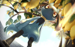 Rule 34 | artist name, blurry, branch, closed mouth, commentary request, creatures (company), day, depth of field, food, from below, fruit, game freak, gen 4 pokemon, highres, koyama miki, leaf, lemon, light frown, nintendo, no humans, pokemon, pokemon (creature), red eyes, riolu, sky, standing, toes, watermark