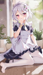 Rule 34 | 1girl, apron, blush, bow, bowtie, breasts, dress, elf, flower, frilled apron, frills, hair between eyes, hair flower, hair ornament, hand to own mouth, highres, indoors, kokkoro (princess connect!), looking at viewer, maid, maid apron, maid headdress, open mouth, pantyhose, pink eyes, plant, pointy ears, potted plant, princess connect!, serika, shoes, short hair, silver hair, single shoe, soles, solo, white pantyhose, window, wristband