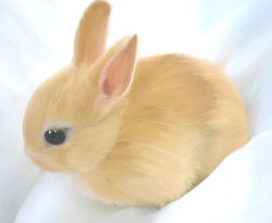 Rule 34 | animal ears, rabbit, rabbit ears, realistic, tagme
