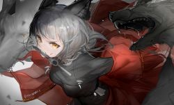Rule 34 | 1girl, 24kswj-shouwangjun, animal, animal ears, arknights, black shirt, blood, breasts, dog tags, fangs, grey background, grey hair, highres, jacket, jewelry, knife, knife in mouth, long hair, looking at viewer, medium breasts, mouth hold, necklace, open clothes, open jacket, projekt red (arknights), red jacket, shirt, short hair, simple background, solo, tooth necklace, upper body, wolf, wolf ears, wolf girl, yellow eyes