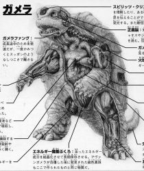 Rule 34 | anatomy, artist request, baby, biology, bone, brain, chart, cropped, cross-section, daiei film, diagram, gamera, gamera (series), gamera the brave, heart, japanese text, kadokawa, kaijuu, lungs, monochrome, official art, organs, science, science fiction, sea monster, shell, skeleton, stomach, tail, toto (gamera), translation request, turtle, turtle shell, tusks, x-ray