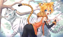 Rule 34 | 1boy, animal, animal ears, aroeruji3, ass, bird, blonde hair, blue eyes, body markings, branch, facial hair, fingernails, from behind, hair between eyes, highres, jewelry, kagamine len, looking at viewer, looking back, male focus, open mouth, outdoors, ring, sharp fingernails, solo, tail, tiger, tiger ears, tiger tail, tree, vocaloid, white tiger