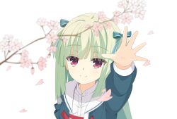 Rule 34 | 1girl, absurdres, arm up, blue ribbon, blunt bangs, blunt ends, blurry, cherry blossoms, close-up, commentary, depth of field, eyes visible through hair, falling petals, flower, from above, green hair, grey jacket, hair ribbon, highres, hime cut, jacket, kaon zz, long hair, long sleeves, looking at flowers, looking up, murasame (senren), official alternate costume, outstretched hand, petals, pink flower, reaching, red eyes, ribbon, sailor collar, school uniform, senren banka, serafuku, shirt, sidelocks, simple background, solo, spring (season), tsurime, two side up, upturned eyes, white background, white sailor collar, white shirt