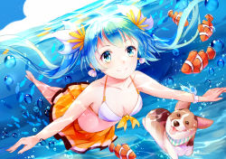 Rule 34 | 1girl, air bubble, amicis (amisic), aqua eyes, aqua hair, barefoot, bikini, bikini top only, blue hair, bracelet, bubble, clownfish, diving, dog, dutch angle, earrings, fish, floating hair, freediving, full body, hatsune miku, jewelry, long hair, ocean, orange skirt, outstretched arms, pleated skirt, shell, shell earrings, skirt, smile, spread arms, submerged, swimming, swimsuit, tongue, tongue out, twintails, underwater, vocaloid, welsh corgi, white bikini, wristband
