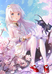 Rule 34 | 1girl, animal, black cat, blue sky, cat, cherry blossoms, day, flower, grey eyes, hair ornament, himonoata, in tree, long hair, official art, open mouth, outdoors, pantyhose, red footwear, rose, shoes, sitting, sky, tree, white hair, white pantyhose