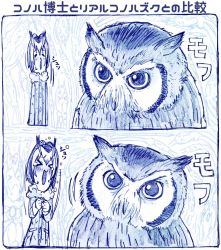 Rule 34 | &gt; &lt;, 10s, 2koma, animal, bird, blue theme, blush, closed eyes, coat, comic, creature and personification, fur collar, fur trim, head wings, kemono friends, long sleeves, monochrome, multicolored hair, northern white-faced owl (kemono friends), open mouth, owl, realistic, sakino shingetsu, short hair, tears, translation request, wings