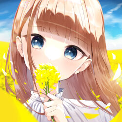 Rule 34 | 1girl, blue eyes, blunt bangs, brown hair, covering own mouth, day, falling petals, field, flower, flower field, head tilt, highres, holding, holding flower, long hair, looking at viewer, original, outdoors, petals, rapeseed blossoms, sky, solo, sunlight, ttea arts01, upper body