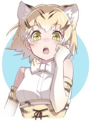 Rule 34 | 10s, 1girl, :o, animal ears, bare shoulders, belt, blonde hair, blue background, blush, bow, bowtie, cat ears, elbow gloves, extra ears, gloves, hand on own cheek, hand on own face, high-waist skirt, highres, kemono friends, looking at viewer, sand cat (kemono friends), sangatsu (sangatsu 05), shirt, short hair, skirt, sleeveless, solo, teeth, two-tone background, upper body, white background, white belt, white shirt, yellow eyes