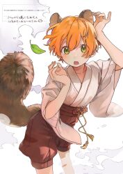 Rule 34 | 1girl, animal ears, collarbone, commentary, double-parted bangs, green eyes, hand on own head, hand up, highres, hoshizora rin, japanese clothes, kimono, leaf, looking at viewer, love live!, love live! school idol project, obi, open mouth, orange hair, pants, puffy shorts, raccoon ears, raccoon girl, raccoon tail, red shorts, request inset, rinrin johann, sash, short hair, shorts, smoke, solo, tail, teeth, translation request, upper teeth only, white background, white kimono, wide sleeves