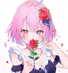 Rule 34 | 1girl, ahoge, alternate hairstyle, auui, bare shoulders, blue hair, blue ribbon, breasts, cleavage, colored inner hair, commentary request, covering own mouth, flower, hair flower, hair ornament, hands up, highres, holding, holding flower, hololive, looking at viewer, medium breasts, minato aqua, multicolored hair, petals, pink eyes, pink hair, portrait, red flower, red rose, ribbon, rose, rose petals, short hair, solo, upper body, virtual youtuber
