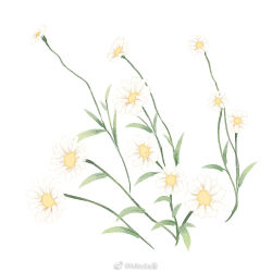 Rule 34 | commentary request, daisy, flower, flower focus, mioda xi, no humans, original, pinyin commentary, simple background, watermark, weibo logo, weibo watermark, white background, white flower