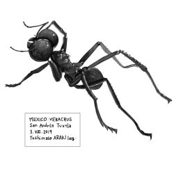 absurdres animal_focus ant bug full_body greyscale highres insect monochrome nicoq_(koikoihaihai) no_humans original simple_background white_background