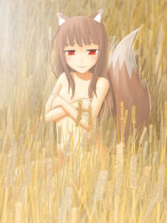Rule 34 | 00s, 1girl, animal ears, covering privates, covering breasts, holo, nude, nude cover, oka takeshi, red eyes, solo, spice and wolf, tail, wheat, wolf ears, wolf tail