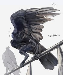 Rule 34 | 2others, bird, bird wings, black wings, crow, feathered wings, full body, highres, li sakura, multiple others, no humans, original, preening, railing, simple background, solo, squatting, standing, talons, white background, wings