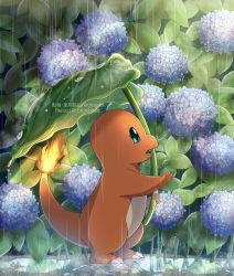 Rule 34 | absurdres, charmander, commentary request, creatures (company), fangs, fire, fire, flame-tipped tail, flower, from side, fuyu (utngrtn), game freak, gen 1 pokemon, green eyes, highres, holding, hydrangea, nintendo, no humans, open mouth, pokemon, pokemon (creature), rain, reflection, solo, standing, water