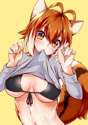 1girl absurdres animal_ears bikini bikini_top_only blazblue breasts brown_hair chukachuka clothes_lift highres large_breasts makoto_nanaya shirt shirt_lift short_hair squirrel_ears squirrel_tail swimsuit tail white_hair