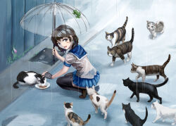 Rule 34 | 1girl, bandage on face, bandages, black fur, black gloves, black thighhighs, blue sailor collar, blue skirt, brown eyes, brown footwear, brown fur, brown hair, calico, cat, fingerless gloves, from side, full body, gloves, grey fur, highres, holding, holding umbrella, looking at viewer, looking back, loolook, medium hair, miniskirt, multicolored fur, open mouth, original, outdoors, pet food, plate, pleated skirt, sailor collar, school uniform, see-through, see-through shirt, serafuku, shirt, skirt, solo, thighhighs, too many, too many cats, transparent, transparent umbrella, umbrella, wet, wet clothes, wet hair, wet shirt, white fur