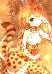 Rule 34 | 10s, 1girl, adapted costume, animal ears, ass, bare shoulders, blush, bow, bowtie, breasts, brown eyes, cat ears, cat tail, clenched hands, cross-laced clothes, dappled sunlight, elbow gloves, eyelashes, food, from side, fruit, gloves, kemono friends, leaf, looking at viewer, medium breasts, narrow waist, one eye closed, orange (fruit), orange hair, orange theme, outdoors, rubbing eyes, serval (kemono friends), serval print, serval tail, shadow, shirt, sideboob, signature, sleepy, solo, sunlight, tail, tears, thighhighs, tree shade, trembling, waking up, wavy mouth, white shirt, yoshinogai, yoshinokai