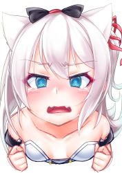 Rule 34 | 1girl, @ @, absurdres, animal ears, azur lane, bare shoulders, black ribbon, blue hair, blush, breasts, breasts apart, cat ears, clenched hands, collarbone, fangs, from above, hair ribbon, hammann (azur lane), highres, kirisame mia, long hair, looking at viewer, looking up, nose blush, open mouth, ribbon, silver hair, simple background, small breasts, solo, tearing up, tears, upper body, v-shaped eyebrows, white background
