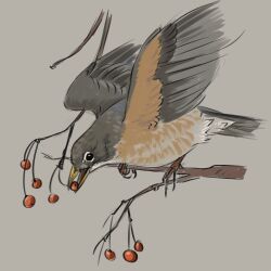 Rule 34 | absurdres, animal, animal focus, bird, branch, commentary, eating, english commentary, grey background, highres, no humans, original, robin (bird), simple background, sitting on branch, tinylongwing