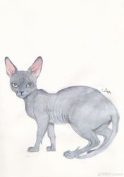Rule 34 | absurdres, animal focus, cat, colored sclera, full body, green sclera, hairless cat, highres, junsun, looking at viewer, no humans, original, traditional media, weibo logo, weibo watermark, white background, wrinkled skin