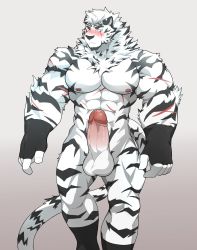 Rule 34 | 1boy, abs, animal ears, arknights, bara, blush, erection, feet out of frame, fingerless gloves, furry, furry male, gloves, highres, kneehighs, large pectorals, large penis, male focus, mountain (arknights), muscular, muscular male, navel, nipples, nude, pectorals, penis, scar, scar across eye, scar on arm, scar on face, scar on stomach, sere (serenaught), short hair, socks, solo, stomach, tail, testicles, thick thighs, thighs, tiger boy, tiger ears, tiger tail, uncensored, white fur, white hair