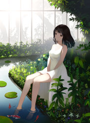 Rule 34 | .l.l, 1girl, absurdres, animal, bare arms, bare shoulders, barefoot, between legs, black hair, blush, breasts, brown eyes, chinese commentary, closed mouth, commentary request, dress, eyebrows hidden by hair, fish, full body, hand between legs, highres, indoors, koi, lily pad, long hair, looking at viewer, medium breasts, original, plant, sitting, sleeveless, sleeveless dress, soaking feet, solo, water, white dress