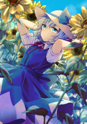 Rule 34 | 1girl, blue dress, blue eyes, blue hair, blush, cirno, collared shirt, detached wings, dress, fairy, flower, hair between eyes, hat, highres, ice, ice wings, kuromame (8gou), puffy short sleeves, puffy sleeves, shirt, short hair, short sleeves, solo, sun hat, sunflower, touhou, white shirt, wings, yellow flower