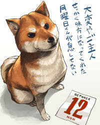 Rule 34 | aaru (tenrake chaya), animal, animal focus, black eyes, calendar (object), closed mouth, dog, from above, full body, looking at viewer, no humans, october, shiba inu, sitting, text focus, translation request, whiskers